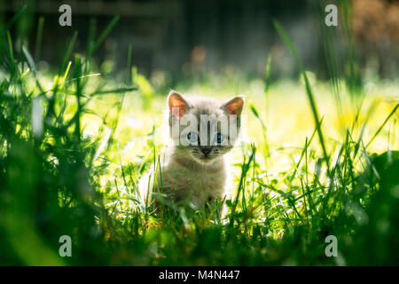 Kleine Kätzchen mit blauen Schlachtprogramm grünes Gras Stockfoto