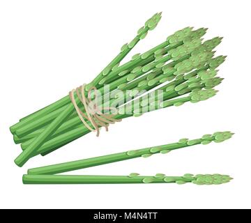 Spargel Gemüse Anlage. Vector Illustration der Bündel Spargel stammt. Vector Illustration für dekorative Poster, Emblem Naturprodukt, Bauern Stock Vektor