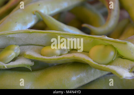 Frisch Vicia faba oder dicke Bohnen, auch als Fava bean, Ackerbohne, Ackerbohne, Bell bean bekannte abgeholt, tic Bean. Stockfoto