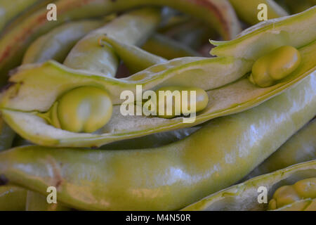 Frisch gepflückte grüne Bohnen in einem Korb Stockfoto
