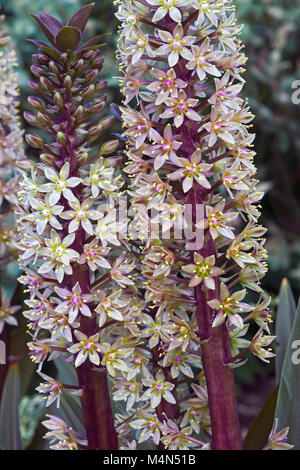 Schaumwein Burgund Ananas Lily (Eucomis comosa funkelnden Burgunder) Stockfoto