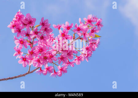 Die Oberflächenstruktur des Gratoxylum, formosum, Guttiferae, süßen, bunten von Thailand sakura Blume, rosa Herz Blume, mit dem blauen Himmel und zurück Cloud Stockfoto