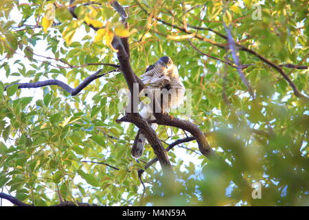 Eurasischen Sperber (Accipiter nisus) in Japan Stockfoto