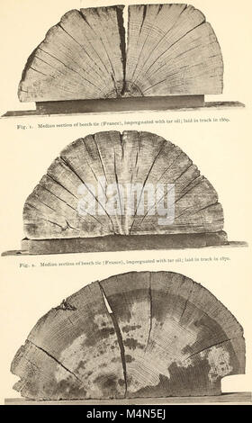 "Der Zerfall von Schnittholz und Methoden der Prävention' (1902) Stockfoto