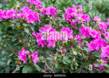 Big Pink Azalee Busch im Garten. Jahreszeit blühende Azaleen. Stockfoto