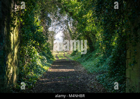 Longniddry in Haddington Railway Path, East Lothian, Schottland, Vereinigtes Königreich, 17. Februar 2018. Sonnenschein erzeugt Schatten entlang einer grasbewachsenen Weg mit überhängenden Bäume ein Baum Tunnel, unter einem alten Efeu bedeckt gesehen stillgelegten Eisenbahnbrücke Stockfoto