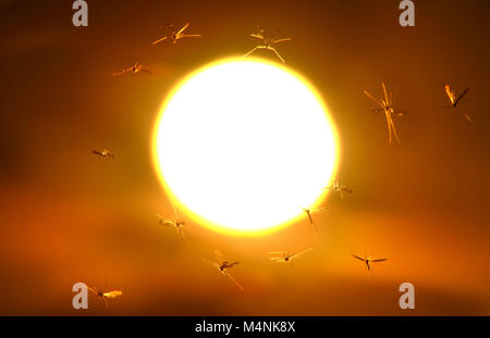 Chalvington, East Sussex, UK. 17 Feb, 2018. UK Wetter: zusammengesetzte Bild von Moskitos bei Sonnenuntergang schwärmen nach einem sonnigen und milden Tag im Südosten. © Peter Cripps/Alamy leben Nachrichten Stockfoto