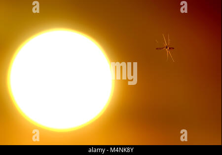 Chalvington, East Sussex, UK. 17 Feb, 2018. UK Wetter: Moskitos bei Sonnenuntergang schwärmen nach einem sonnigen und milden Tag im Südosten. © Peter Cripps/Alamy leben Nachrichten Stockfoto