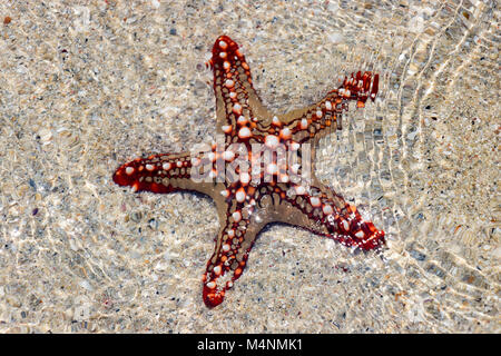 Farbenfrohe Afrikanische roten Knopf Sea Star oder Seesterne im flachen Wasser Stockfoto