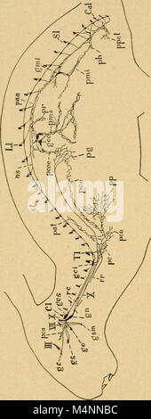 Der bensley praktische Anatomie der Hase - eine elementare Labor text-Buch in Säugerzellen Anatomie (1948) (19741745664) Stockfoto