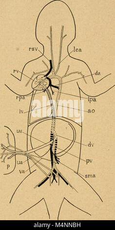 Der bensley praktische Anatomie der Hase - eine elementare Labor text-Buch in Säugerzellen Anatomie (1948) (20370572671) Stockfoto