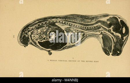 Der bensley praktische Anatomie der Hase - eine elementare Labor text-Buch in Säugerzellen Anatomie (1948) (20370603231) Stockfoto