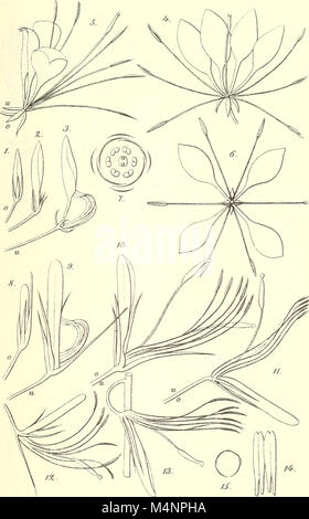 16/2012 der Deutschen Botanische Gesellschaft (1886) (20366729655) Stockfoto