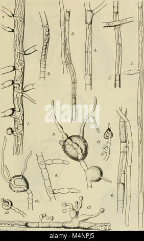 16/2012 der Deutschen Botanische Gesellschaft (1887) (20366655635) Stockfoto