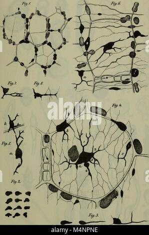 16/2012 der Deutschen Botanische Gesellschaft (1892) (20340212366) Stockfoto