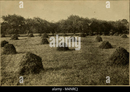 Bessere Milchwirtschaft; die Zucht, Fütterung, Handhabung und Pflege von Milchkühen (1923) (20341024376) Stockfoto