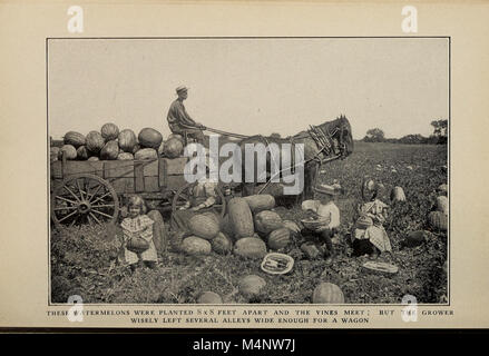 Das „Biggle Garden Book“ aus dem Jahr 1908 bietet praktische Ratschläge zum Anbau von Gemüse, kleinen Früchten und Blumen für Genuss und Gewinn, wobei der Schwerpunkt auf Gartentechniken und Pflanzensorten liegt. Stockfoto