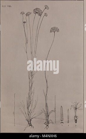 Biltmore botanischen Studien - ein Journal für Botanik veröffentlicht in unregelmäßigen Abständen (1901) (20362172192) Stockfoto