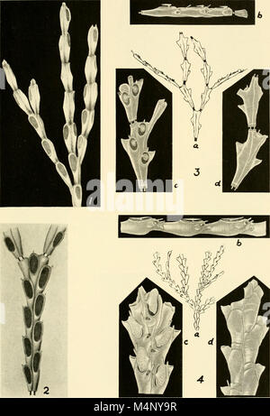 Biologische Untersuchung der Mount Desert Region (1927) (20192921950) Stockfoto