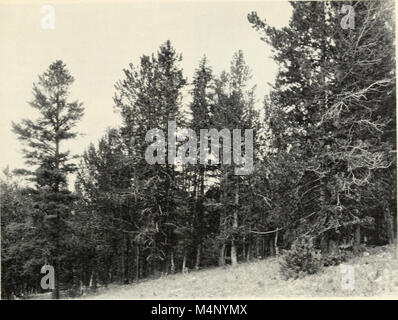 Biologie der Rost Widerstand im Wald Bäume - Klage eines NATO - IUFRO Advanced Study Institute, August 17-24, 1969 (1221) (20196201089) Stockfoto