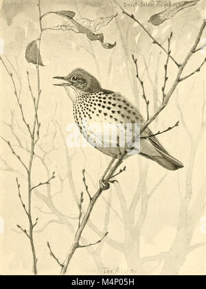 Vogel - Leben; ein Leitfaden für die Untersuchung von unserem gemeinsamen Vögel (1897) (14771610013) Stockfoto