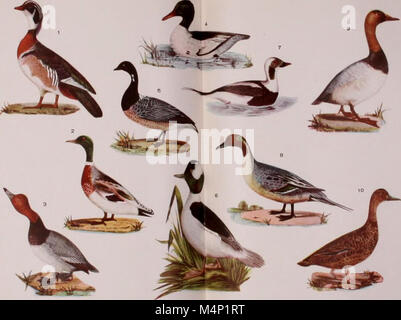 Birdcraft - ein Feld Buch zweihundert Song-, Spiel- und Wasservögel (1895) (14563555657) Stockfoto