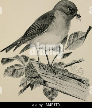 Birdcraft - ein Feld Buch zweihundert Song-, Spiel- und Wasservögel (1897) (14565062228) Stockfoto