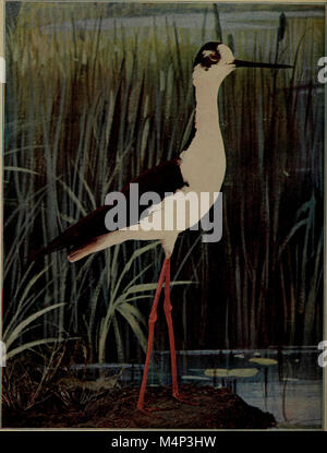 „Birds and Nature“ (1906) untersucht verschiedene Aspekte von Vögeln, einschließlich ihres Verhaltens, ihres Lebensraums und ihrer Wechselwirkungen mit der Natur sowie ihrer Rolle in Ökosystemen. Stockfoto