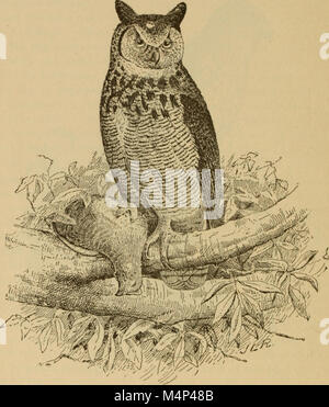 Vögel von einem Maryland Farm - Eine lokale Studie der wirtschaftlichen Ornithologie (1902) (14568831779) Stockfoto