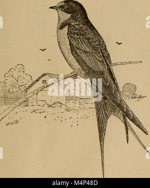 Vögel von einem Maryland Farm - Eine lokale Studie der wirtschaftlichen Ornithologie (1902) (14569042107) Stockfoto