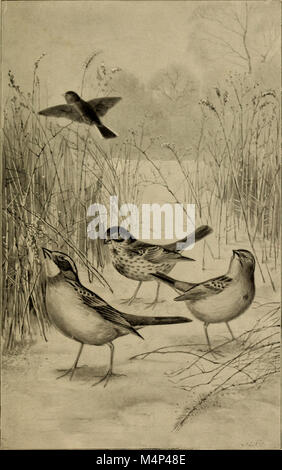Vögel von einem Maryland Farm - Eine lokale Studie der wirtschaftlichen Ornithologie (1902) (14569053637) Stockfoto