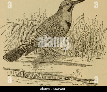 Vögel von einem Maryland Farm - Eine lokale Studie der wirtschaftlichen Ornithologie (1902) (14753147504) Stockfoto