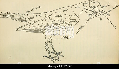 Vögel von Kalifornien; eine Einführung in die mehr als dreihundert gemeinsamen Vögel des Staates und den angrenzenden Inseln (1912) (14747437464) Stockfoto