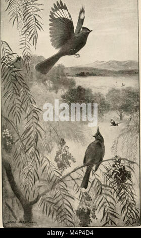 Vögel von Kalifornien; eine Einführung in die mehr als dreihundert gemeinsamen Vögel des Staates und den angrenzenden Inseln (1912) (14752150241) Stockfoto