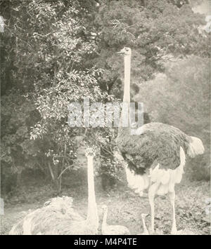 Vögel in anderen Ländern, Reptilien, Fische, gelenkige Tiere und niedrigeren Formen; (1917) (14562255739) Stockfoto