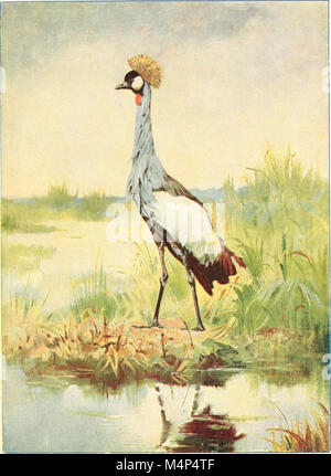Vögel in anderen Ländern, Reptilien, Fische, gelenkige Tiere und niedrigeren Formen; (1917) (14562279639) Stockfoto