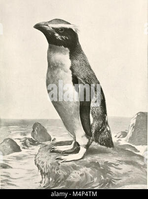 Vögel in anderen Ländern, Reptilien, Fische, gelenkige Tiere und niedrigeren Formen; (1917) (14562481457) Stockfoto
