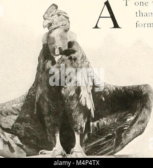 Vögel in anderen Ländern, Reptilien, Fische, gelenkige Tiere und niedrigeren Formen; (1917) (14725953666) Stockfoto