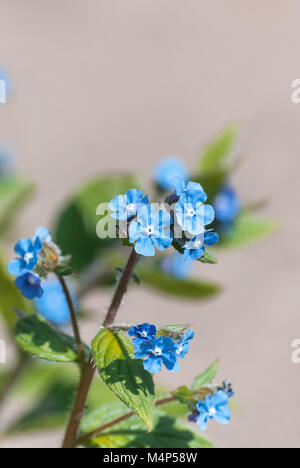 In der Nähe von kleinen, blauen Vergessen mir keine Blumen auf Leaved Pflanze Stengel mit neutralen Beige stein Wand Hintergrund Bereitstellung von oben kopieren. Stockfoto