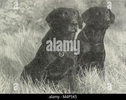 Vogel Hunde im Sport und Naturschutz (1948) (19762262703) Stockfoto