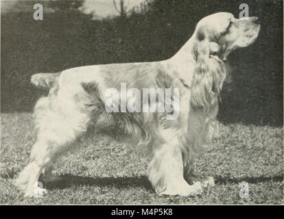 Vogel Hunde im Sport und Naturschutz (1948) (20195182310) Stockfoto