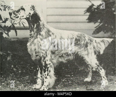 Vogel Hunde im Sport und Naturschutz (1948) (20195237658) Stockfoto