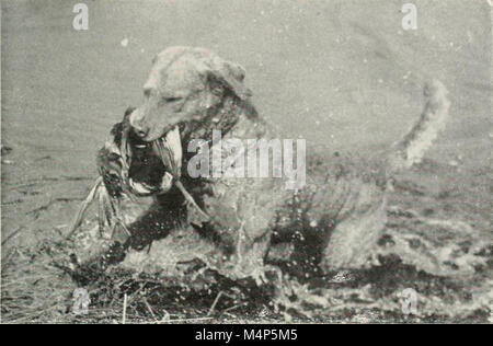 Vogel Hunde im Sport und Naturschutz (1948) (20389405291) Stockfoto