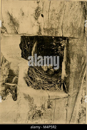 Vogel Wohnungen. Die Nester, Eier und Zucht Gewohnheiten des Landes Vogelarten, die sich im Osten der Vereinigten Staaten; mit Hinweisen auf die Aufzucht und Fotografieren der jungen Vögel (1900) (14755309005) Stockfoto