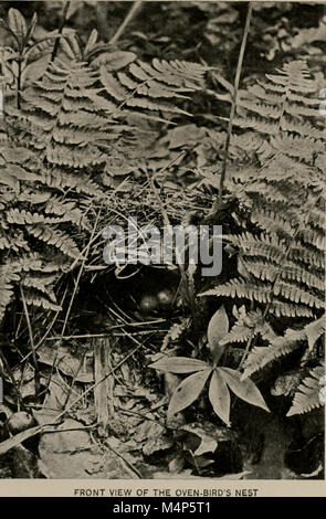 Vogel Wohnungen - die Nester, Eier, Zucht und Gewohnheiten des Landes Vogelarten, die sich im Osten der Vereinigten Staaten; mit Hinweisen auf die Aufzucht und Fotografieren der jungen Vögel (1905) (14569217807) Stockfoto