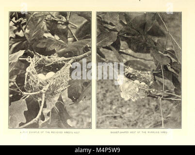 Vogel Wohnungen - die Nester, Eier und Zucht Gewohnheiten des Landes Vogelarten, die sich im Osten der Vereinigten Staaten; mit Hinweisen auf die Aufzucht und Fotografieren der jungen Vögel (1902) (14568669878) Stockfoto