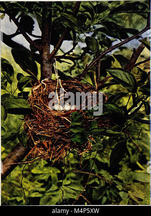 Vogel Wohnungen - die Nester, Eier und Zucht Gewohnheiten des Landes Vogelarten, die sich im Osten der Vereinigten Staaten mit Hinweisen auf die Aufzucht und Fotografieren der jungen Vögel (1903) (14564672778) Stockfoto