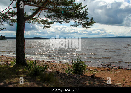 Pine Tree am sonnigen Strand von Orsa See in Schweden im Sommer. Stockfoto