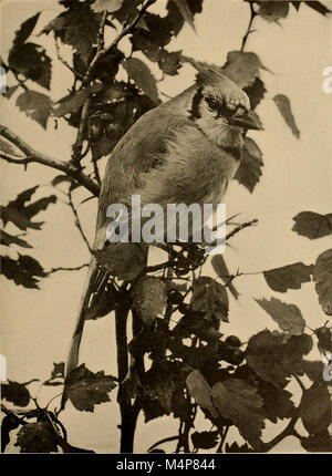 Vogel Studien; ein Konto des Landes Vögel des östlichen Nordamerika (1898) (14732605066) Stockfoto