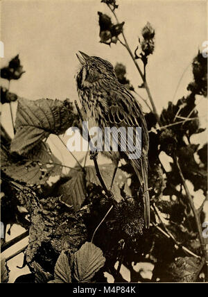 Vogel Studien; ein Konto des Landes Vögel des östlichen Nordamerika (1898) (14755593235) Stockfoto